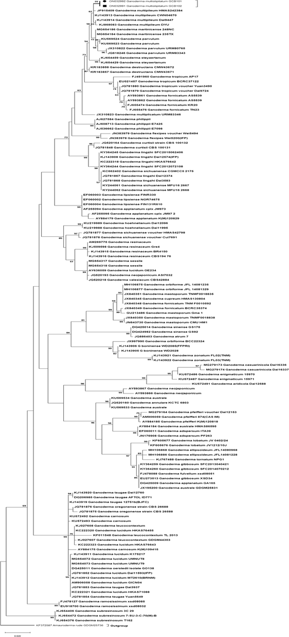 Phylogenetic tree of Ganoderma multistipitatum (ITS rDNA sequences generated by maximum likelihood). Outgroup was Amauroderma rude. Bootstrap values (>50 %) are shown at the branches (New species represented by black dot and box).