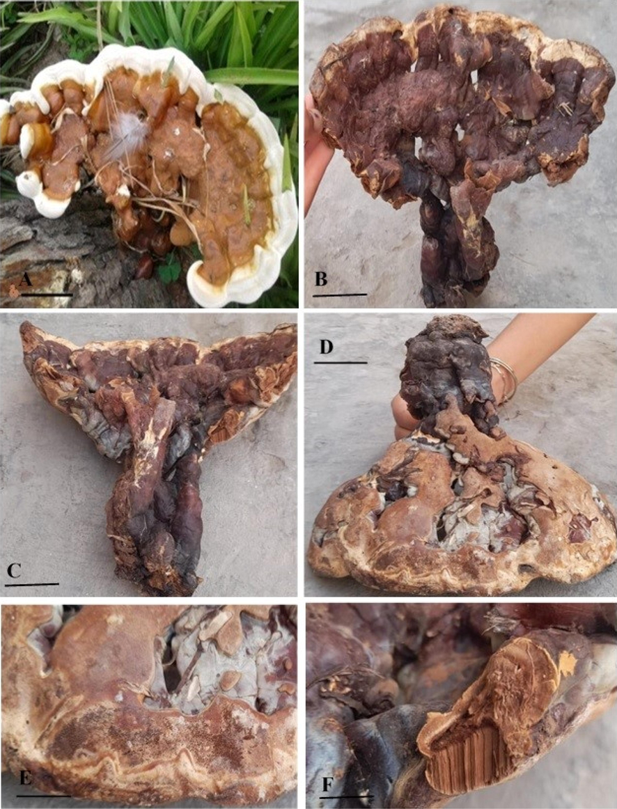 Macroscopic structures of Ganoderma multistipitatum (A–D GCB101). A–B. Basidiomata. C. Group of stipes. D. Lower view of basidiome. E. Pores surface. F. Section of context and tubes. Bars = 2 cm (A–D), 2 mm (E, F). (Photo by Aisha Umar).