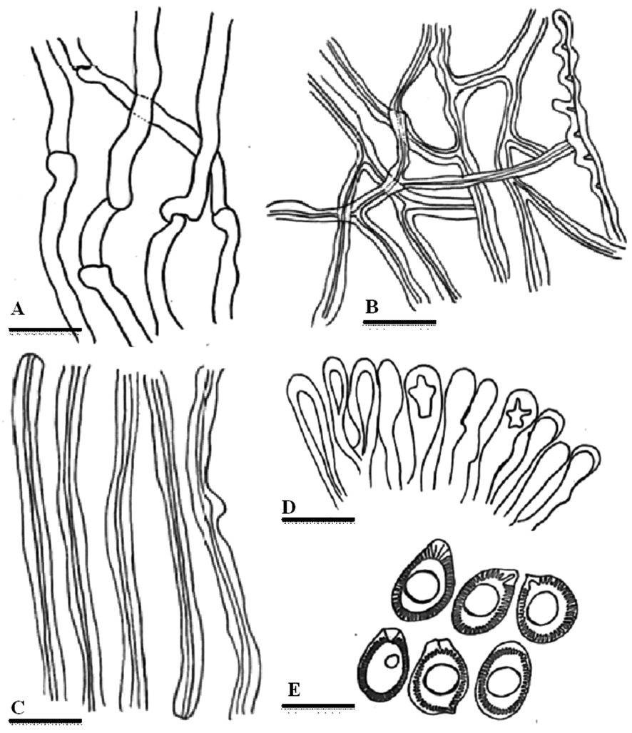 Line drawings of anatomical characters of Ganoderma multistipitatum. A. Generative hyphae. B. Binding hyphae. C. Skeletal hyphae. D. Cells of crustohymeniderm. E. Basidiospores. Bars = 5 μm (A–C), 10 μm (D–E). (Drawen by Aisha Umar)