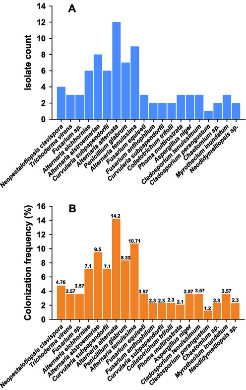 Bar diagram showing counts of fungal isolates (A) and colonization frequency (%) (B).