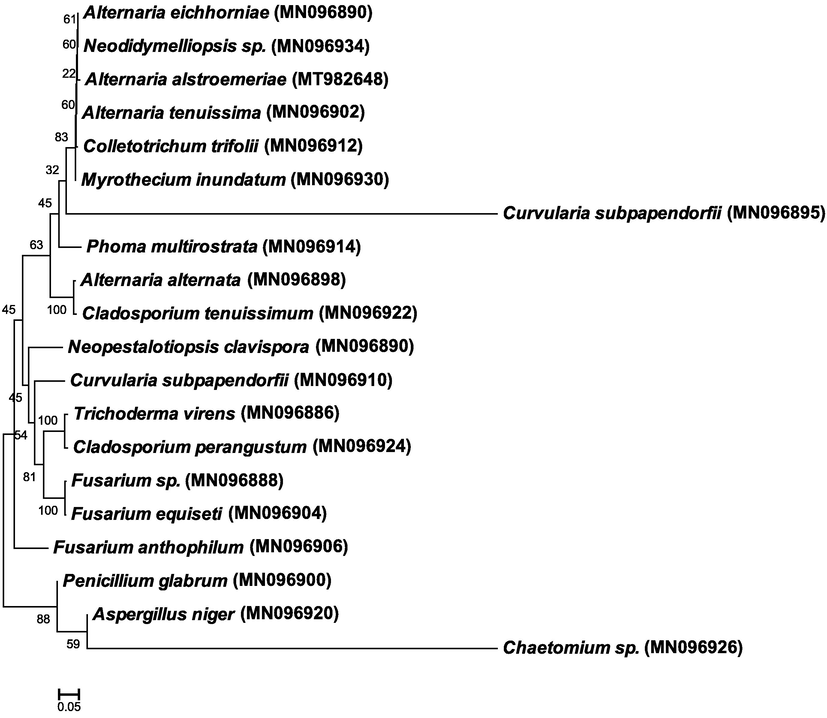 Maximum composite likelihood phylogenetic tree of endophytic fungi isolated from aromatic and medical plants based on ITS sequences in rRNA genes. The Clustal W was used for sequence alignment in MEGA 7.0. Bootstrap percentage values obtained from 1000 replications of the data set are shown at nodes. The scale bar shows the average number of nucleotide substitutions per site.