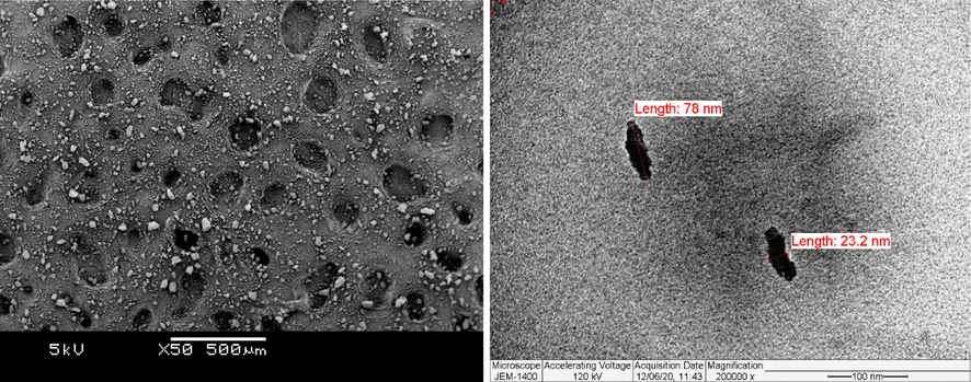 SEM and TEM of date palm nanofillers (DPNF).