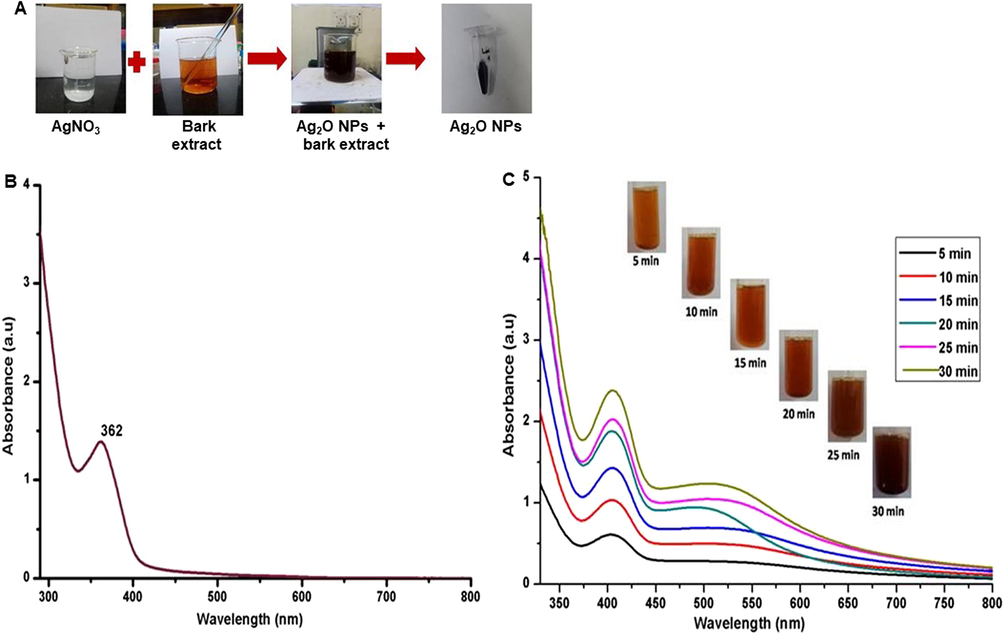 (A) Synthesis of Ag2ONPs (B) UV–Vis absorption of bark extract and (C) UV–Vis absorption of Ag2ONPs.