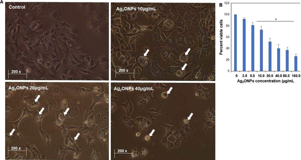 Anticancer effect of Ag2ONPs. Representative pictures of cells exposed with Ag2ONPs for 24 h (A). Bar-diagram shows the viable cells after 24 h treatment of Ag2ONPs (B). *P ≤ 0.05 Vs Control, Values are mentioned as Mean ± S.D.