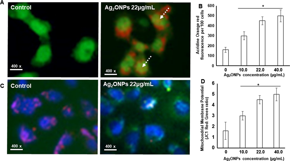 Nuclear morphology, autophagy and MMP of normal and Ag2ONPs treated cells. (A) Autophagy (AVO) was significantly observed (Dotted arrow) in control and different experimental conditions. (B) Red/green signal (arbitrary units) showing AVO positivity. (C) Fluorescence images of JC-1 and Hoechst stained Hep G2 cells. (D) The graph denotes the relative fluorescence unit of healthy (control) and treated Hep G2 cells. Data’s were represented as mean ± S.D. * P < 0.05 Vs Control.