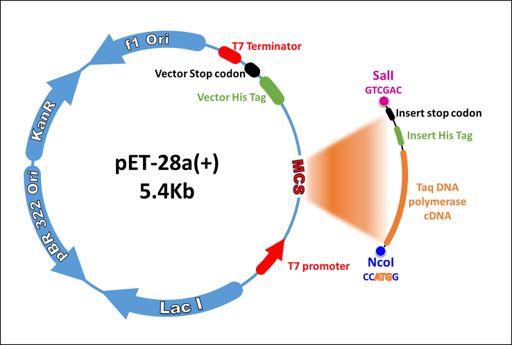 His-Taq- pET28(a) construct map. The full-length cDNA of Taq DNA polymerase with C-terminal histidine tag sequence was cloned into pET28a (+) vector using SalI and NcoI restriction sites (Addgene).