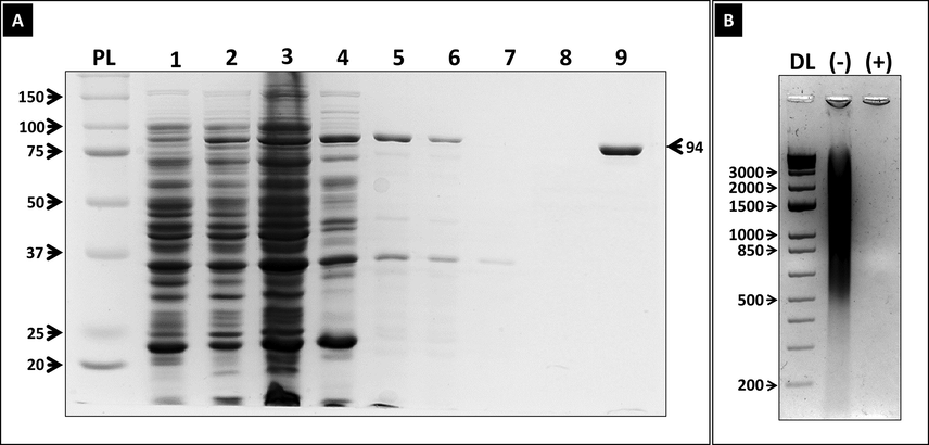 His-Tagged Taq DNA polymerase expression in BL21 pLysS and purification by heat treatment and Ni-NTA chromatography vs purification by ethanol precipitation. (A) SDS-PAGE (10 %) analysis with Coomassie staining to visualize the protein expression in Taq-His-pET28 transformed BL21pLysS from several stages of purification. (Lane 1): protein expression in Taq-His-pET28 transformed BL21pLysS before IPTG induction. (Lane 2): protein expression 6 h after IPTG induction. (Lane 3): crude lysate, (Lane 4): soluble fraction of crude lysate after centrifugation. (Lane 5): soluble fraction following 30 min heat denaturation at 75 °C of soluble lysate. (Lane 6): His-tagged Taq DNA polymerase purified by ethanol precipitation method; (Lane 7): flow through fraction after passing the heat denatured soluble fraction (in lane 5) through Ni-NTA column; (lane 8): wash with 15 mM imidazole; (lane 9): eluted fraction with 500 mM imidazole. PM: Protein Markers (B) 1 % agarose gel to stained with SybrSafe showing DNase and RNase treatment of the purified His-tagged Taq. (-): before treatment; (+): after treatment; DL: 1 Kb DNA ladder.