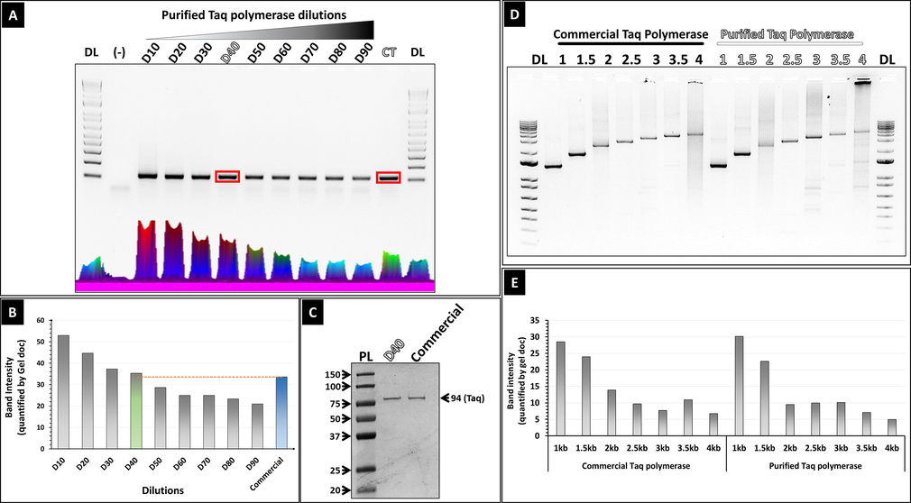 Assessment of the amplification activity of the purified His-tagged Taq. (A) Assessment of the purified His-tagged Taq DNA polymerase to amplify a short (100 bp) DNA fragment. (DL): 1 Kb DNA ladder (invitrogen); (-): negative control (PCR without the DNA template). (Lanes 1–9): PCR product using different dilutions (1/10; 1/20; 1/30; 1/40; 1/50; 1/60; 1/70; 1/80 and 1/90) of the purified His-tagged Taq; (CT): PCR product using commercial Taq. (B) Band intensity quantification of 100 bp PCR product generated in (A). (C) SDS-PAGE gel (10 %) showing the purified his-tagged Taq polymerase at 1 in 40 dilution and the commercial counterpart, loaded at equal volumes (2ul). (D) Assessment of purified His-tagged Taq, at 1 in 40 dilution, to amplify long fragments of DNA (1 Kb-4 Kb) DNA fragments from a plasmid template. (E) Band intensity quantification of PCR product generated in (D).