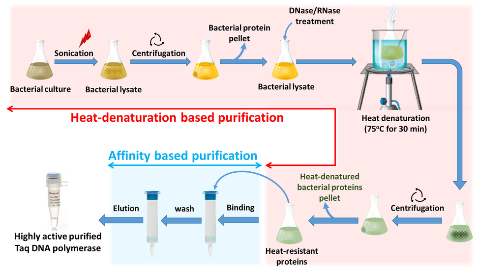 Graphical summary of the combined purification method Heat-denaturation based purification steps are shown with red background, affinity-based purification steps are shown with a blue background.