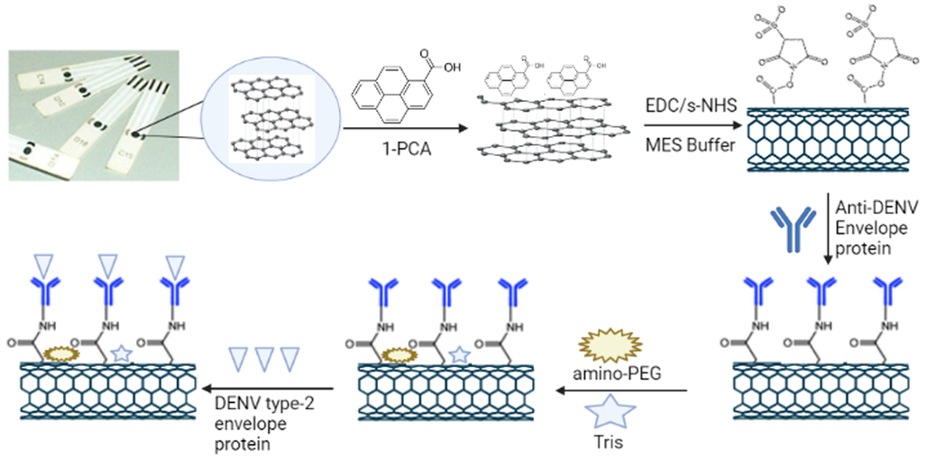 Flow diagram of DENV antigen detection using developed immunosensors. Blank SPCE chips were functionalized using 1-PCA by passive adsorption method and the DENV antibodies were immobilized using EDC/sNHS. Amino-PEG and Tris were used to block the unbound –COOH and –sNHS groups to reduce the non-specific interactions and finally the DENV antigens were detected using LSV.