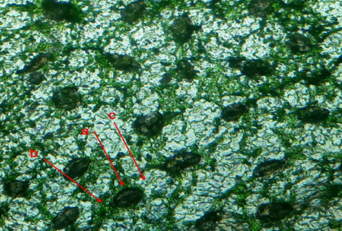 Microscopic study of leaf stomatal number and density of C. glaucum. Anisocytic stomata (b)- Subsidiary cells (c)- epidermal cells.