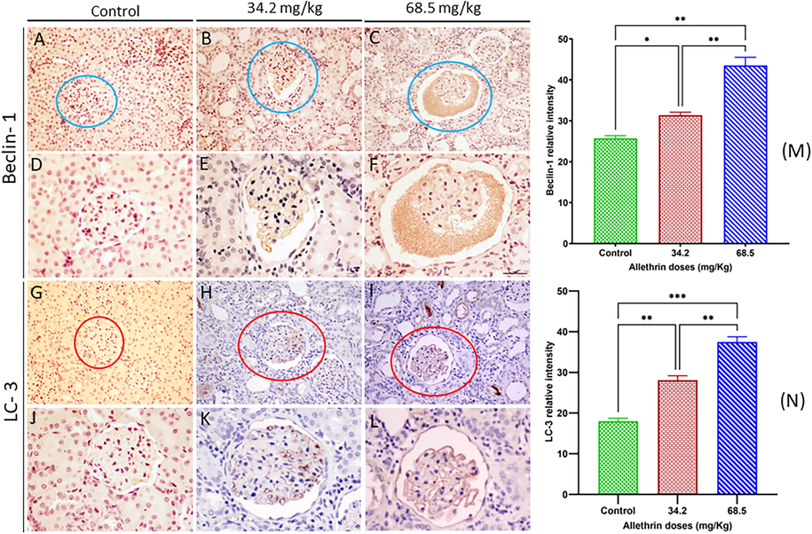 Autophagy in kidney tissue of rat offspring was evaluated by immunohistochemistry staining of the autophagic markers, Beclin-1 and LC-3, in the control and exposed groups. Immunohistochemical analysis of Beclin-1 and LC-3 showed significant positive expression levels of these proteins in both treated groups compared to control group. All data were expressed as mean ± SD. *P < 0.05; **P < 0.001; ***P < 0.0001. (n = 8).