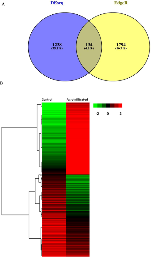 Venn diagrams illustrating the expression of DEG genes in and among control and agroinfiltrated fruits. DEG values were calculated using NGS sequencing data (A). Transcriptome heat map of control vs agroinfiltrated eggplant fruit (B).