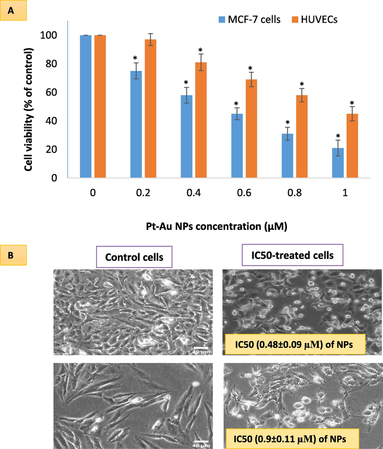 Comparative cell viabilities in two cell lines- one with cancer origin (MCF-7 cell), and the other with non-cancerous origin (HUVE Cells) as evaluated by MTT assay (A). The highest toxicity occurred in MCF-7 cells while lesser toxicity in HUVE cells. IC50 was calculated using an online calculator (https://www.aatbio.com/tools/ic50-calculator) provided by AAT Bioquest, Inc. (CA 94085, USA). IC50 of Pt-Au NPs in MCF-7 was 0.48 ± 0.09 µM and IC50 in HUVE cells was 0.93 ± 0.11. Data represented are mean ± SD of three identical experiments (n = 3) made in triplicates. *statistically significant difference as compared to the controls (p < 0.05).