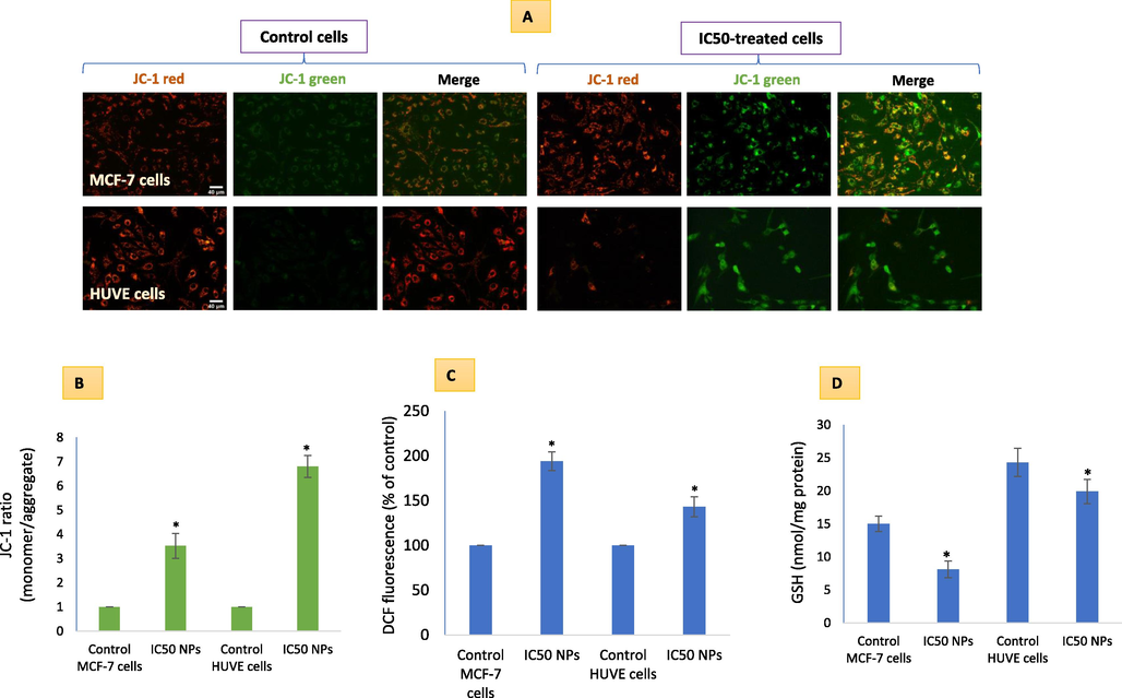 MMP loss due Pt-Au NPs exposure in cells was evaluated by applying a radiometric dye JC-1 in live cells (A). A higher fluorescence in green is positively related to a high loss in MMP as given in (B). ROS-induction (C) and GSH-depletion (D) due to NPs in the two cells reflect the mechanism of high sensitivity in MCF-7 cells. It is worth mentioning that IC50 of Pt-Au NPs in MCF-7 was 0.48 ± 0.09 µM and IC50 in HUVE cells was 0.93 ± 0.11 under similar conditions of treatment making MCF-7 cells almost 1.9-fold more sensitive to NPs as compared to HUVE cells. The scale bar, marked only in starting images as a general convention, represents 40 µm captured by a 20 × objective. Data represented are mean ± SD of three identical experiments (n = 3) made in triplicates. *statistically significant difference as compared to the controls (p < 0.05).