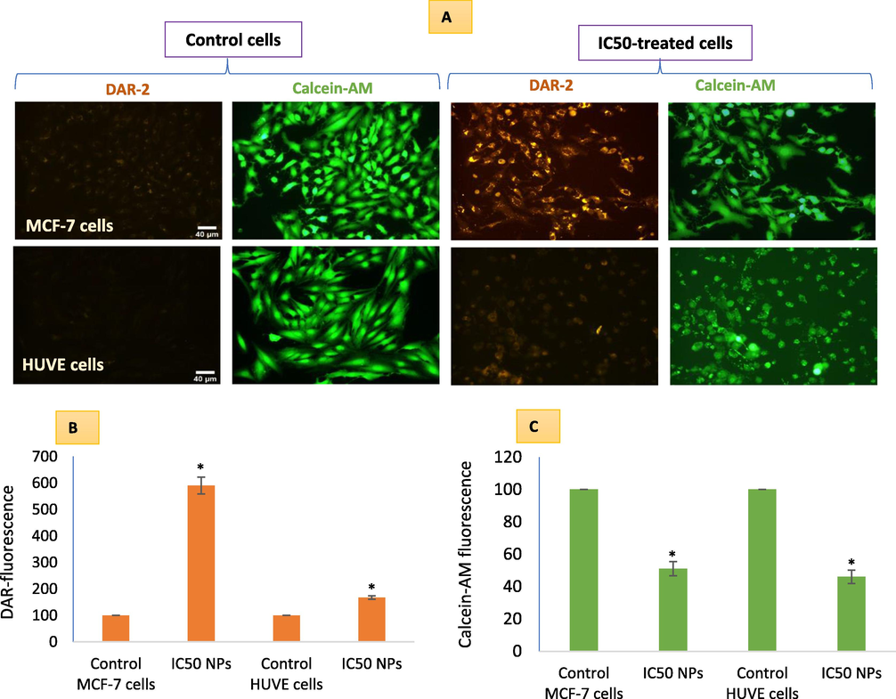 NO-generation due to Pt-coated Au NPs treatment in MCF-7 and HUVE cells was detected by applying a NO-specific DAR-1 fluorescent probe that turns fluorescent (far-red images) after reacting with NO. For each DAR-1 image, a superimposable image under live cell dye calcein-AM (green images) was captured corroborating NO production with the degree of cell viability. Quantitative data of DAR-1 and calcein-AM fluorescence is presented in B and C respectively. It is worth mentioning that IC50 of Pt-Au NPs in MCF-7 was 0.48 ± 0.09 µM and IC50 in HUVE cells was 0.93 ± 0.11 under similar conditions of treatment making MCF-7 cells almost 1.9-fold more sensitive to NPs as compared to HUVE cells. The scale bar, marked only in control images as a general convention, represents 40 µm captured by a 20 × objective. Data represented are mean ± SD of three identical experiments (n = 3) made in triplicates. *statistically significant difference as compared to the controls (p < 0.05).