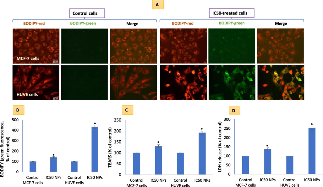 Cell membrane damaging potential due to Pt-coated Au NPs in MCF-7 and HUVE cells was determined by imaging cells labeled under lipophilic dye BODIPY that give rise to green fluorescence in a proportion of membrane damage (A). Quantitative BODIPY green fluorescence has been given in (B). Membrane damage was also quantified by measuring TBARS (C) and LDH release (D). High membrane damage in less NO-producing HUVE cells can partially be explained by a NO-dependent lack of lipid peroxidation termination in HUVE cells. The scale bar, marked only in control images, represents 20 µm captured by a 40 × objective. Data represented are mean ± SD of three identical experiments (n = 3) made in triplicates. *statistically significant difference as compared to the controls (p < 0.05). α denotes significantly high membrane damage in HUVE cells compared to that in MCF-7 cells exposed at the respective IC50s for each cell type.