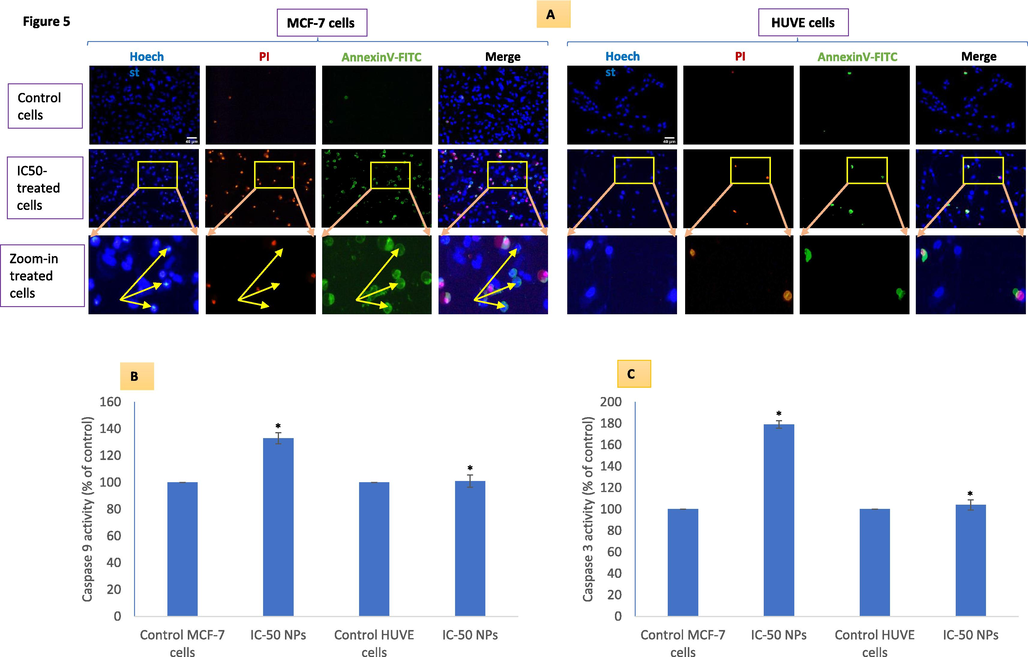 Potential apoptosis/necrosis was evaluated using the triple-staining technique in MCF-7 and HUVE cells treated at the IC50 of Pt-coated Au NPs (A). Yellow arrows in zoom-in images (see A) of treated MCF-7 cells indicate some cells stained with annexin V but still lack PI staining (early apoptosis). Corresponding (yellow) arrows in Hoechst images point to nuclei that are most intensely stained suggesting a chromatin condensation that is atypical of apoptosis as discussed in the main text. Moreover, differences in nuclear shape perimeter (increased nucleus size and diffused nuclear probe PI/Hoechst fluorescence, a sign of necrosis, in HUVE cells vs compact nucleus size and discrete nuclear probe PI/Hoechst fluorescence, a sign of apoptosis, in MCF-7 cells) also suggested the occurrence different cell death mechanism in MCF-7 and HUVE cells due to NPs treatment. Apoptotic enzyme activity of caspase 9 and 3 are given in (B) and (C) respectively. The scale bar, marked only in control images as a general convention, represents 40 µm captured by a 20 × objective. Data represented are mean ± SD of three identical experiments (n = 3) made in triplicates. *statistically significant difference as compared to the controls (p < 0.05).