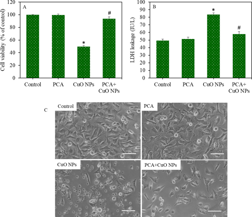 Cytotoxicity of HepG2 cells following exposure to the CuO NPs (IC50) and/or PCA (10 µg/mL) for 24 h. (A) MTT cell viability. (B) LDH enzyme leakage. (C) Cellular morphology (scale bar represents 50 µm). *statistically significant difference from the control group (p < 0.05). #statistically significant difference from the CuO NPs group (p < 0.05).