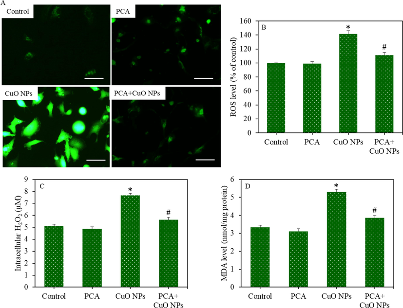 Pro-oxidants generation in HepG2 cells following exposure to the CuO NPs (IC50) and/or PCA (10 µg/mL) for 24 h. (A) Fluorescent microscope images of intracellular ROS generation (scale bar represents 50 µm). (B) Quantitative analysis of intracellular ROS level. (C) Intracellular H2O2 level. (D) MDA level. *statistically significant difference from the control group (p < 0.05). #statistically significant difference from the CuO NPs group (p < 0.05).