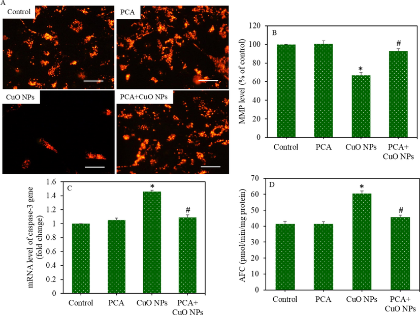 Apoptotic response of HepG2 cells following exposure to CuO NPs (IC50) and/or PCA (10 µg/mL) for 24 h. (A) Fluorescent microscope images of TMRM (indicator of MMP) (scale bar represents 50 µm). (B) Quantitative analysis of MMP. (C) The mRNA level of caspase-3 gene. (D) Caspase-3 enzyme activity. *statistically significant difference from the control group (p < 0.05). #statistically significant difference from the CuO NPs group (p < 0.05).