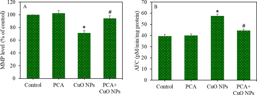 Apoptotic response of primary rat hepatocytes following exposure to the CuO NPs (IC50) and/or PCA (10 µg/mL) for 24 h. (A) MMP level. (B) Caspase-3 enzyme activity. *statistically significant difference from the control group (p < 0.05). #statistically significant difference from the CuO NPs group (p < 0.05).