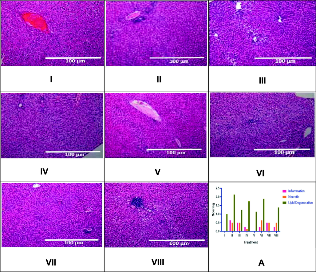 Effect of CTE toward Liver Histopathology in DM Rats Model. Positive control over lipid degradation, necrotic cells, and inflammation. The inflammatory infiltration was initially noticed near the portal triad, where there was more severe inflammation that could be observed in the central vein (x10 magnification). I: negative control; II: DM rats; III: DM rats + CTE 200 mg/kg BW; IV: DM rats + CTE 400 mg/kg BW; V: DM rats CTE + 800 mg/kg BW; VI: DM rats + Glibenclamide 0.45 mg/kg BW; VII: DM rats + Simvastatin 0.9 mg/kg BW; VII: DM rats + Glibenclamide 0.45 mg/kg BW and Simvastatin 0.9 mg/kg BW. A* The data is provided as a mean and the scores of inflammation, necrotic cell, lipid degeneration of liver are based on category 0: normal (no change), 1: mild, 2: moderate, 3: severe.