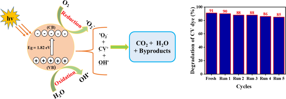 Schematic diagram of the photocatalytic degradation of CV solution (left) and percentage of decline in photodegradation of 30 ppm of CV dye exposed to recovered ZnFe2O4 photocatalysts modified with Salvadora persica extract (right).