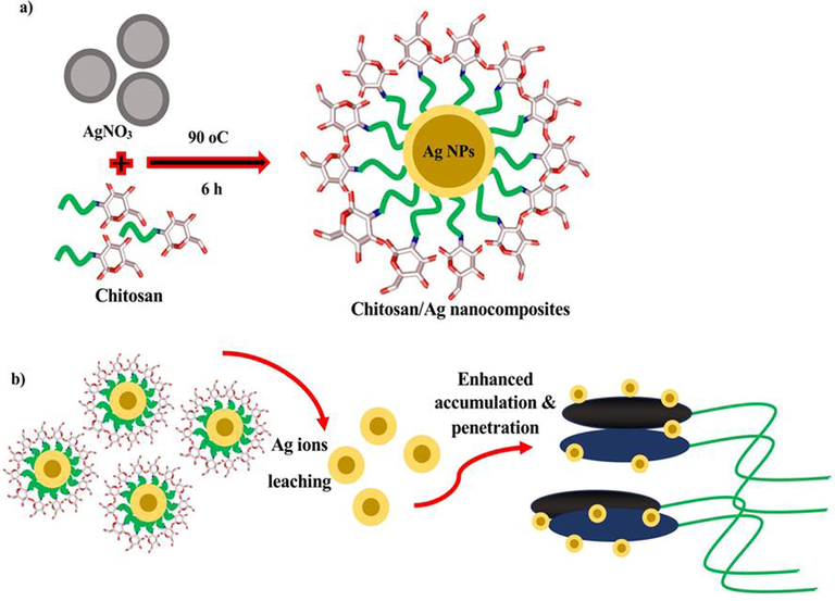 Schematic representation of (a) chitosan/silver nanoparticles preparation and (b) prepared nanocomposites against biofilm forming S. aureus.