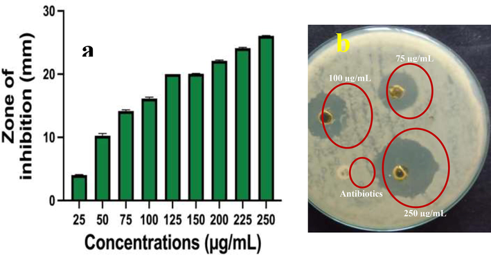 Anti-bacterial activity of chitosan/silver nanocomposites against biofilm forming S. aureus at different concentration (a, b).