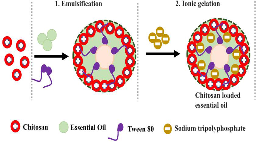 Preparation of chitosan nanoparticles loaded with essential oil through emulsification and ionic gelation methods.