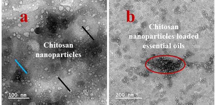 Transmission electron microscope observation of chitosan nanoparticles (a) and chitosan nanoparticles loaded essential oils (b).