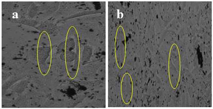 Phase contrast images of outer membrane morphology variations of A549 lung cancer cells of control (a) and chitosan nanoparticles loaded essential oils (b).