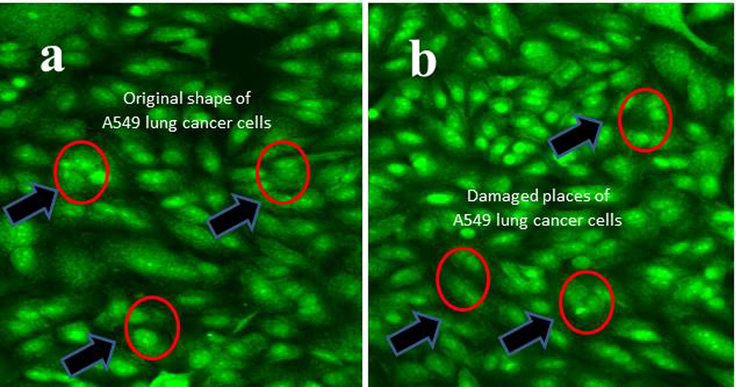 Inner membrane morphological variation using AO/EB florescence dyes viewed by fluorescence microscopy. In result, the original morphology of untreated control (a), and chitosan loaded essential oils (b).