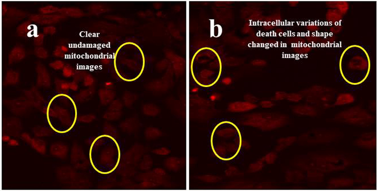 Complete structure of mitochondrial membrane variation using Rhodamine 123 florescence dyes viewed by fluorescence microscopy. In result, the original morphology of untreated control (a) and chitosan loaded essential oils (b).