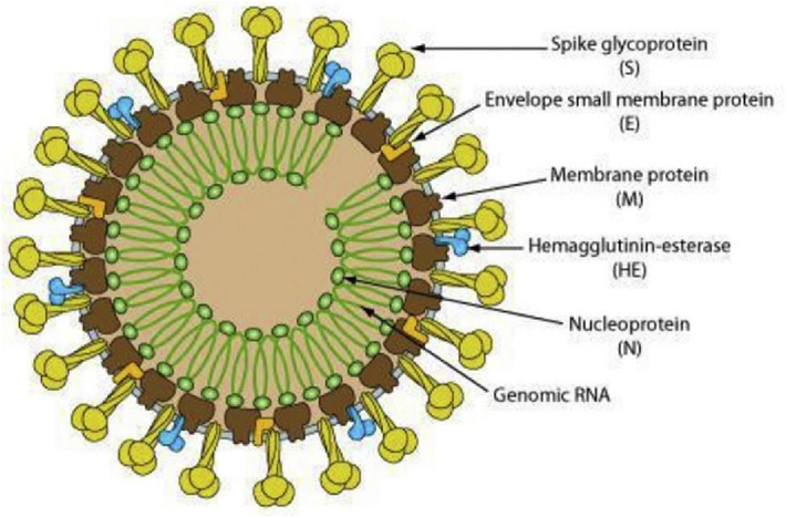 https://ruleof6ix.fieldofscience.com/2012/09/a-new-coronavirus-should-you-care.html).