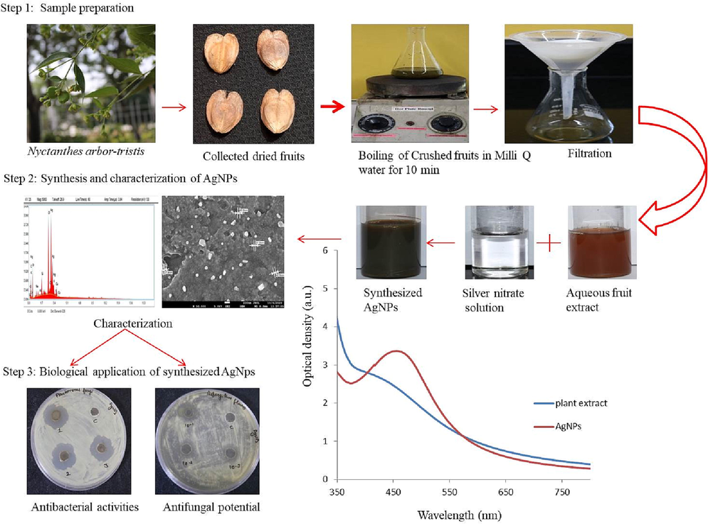 Schematic illustration of biogenic synthesis of AgNPs using Nyctanthes arbor-tristis fruit extract & its antimicrobial efficiencies.