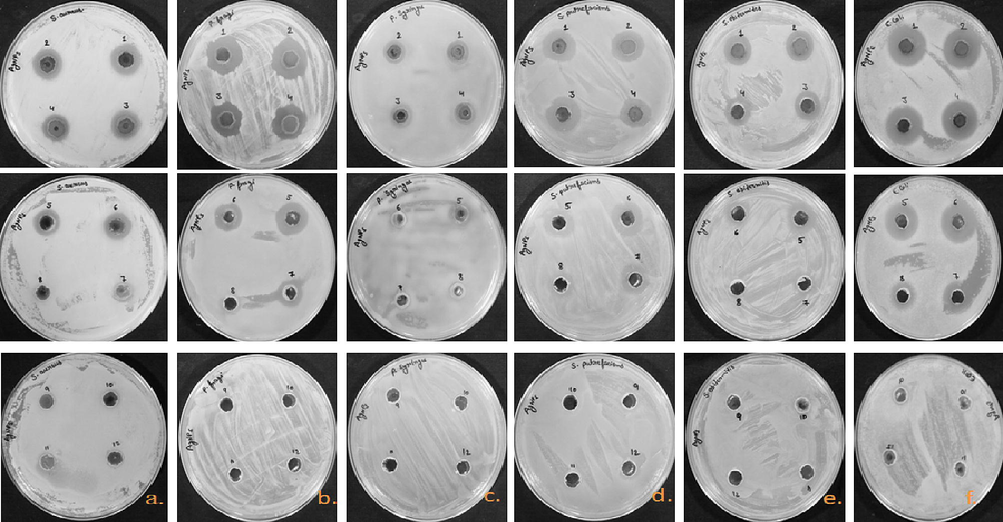 Antimicrobial susceptibility well diffusion method. ZOI of Nyc-AgNPs at different concentrations (1–12; 10, 5, 2.5, 1.25, 0.62, 0.31, 0.15, 0.07, 0.03, 0.01, 0.005, 0.002 mg/ml). (a), (b), (c), (d), (e) against pathogenic strains S. aureus, P. fragi, P. syringae, S. putrefaciens, S. epidermedis, E. coli.