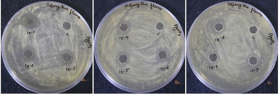 Antifungal efficiency of Nyc.-AgNPs (a-c) at different concentrations (10-1-10-9; 10 mg/ml, 5 mg/mi, 2.5 mg/ml, 1.25 mg/ml, 0.62 mg/ml, 0.31 mg/l, 0.15 mg/ml, 0.07 mg/ml, 0.03 mg/ml & C; aqueous fruit extract) against A. flavus.