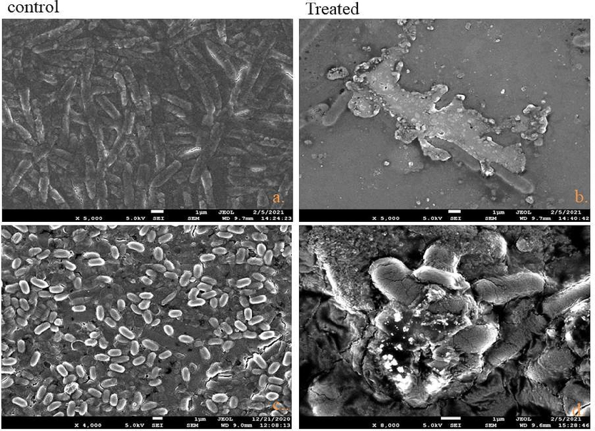 FE-SEM images of bacteria treated with Nyc.-AgNPs: (a,b) control & Nyc.-AgNPs treated E. coli (c,d) control & Nyc.-AgNPs treated S. aureus. Control without any treatment demonstrates integrated, while treated bacteria show rumples & disintegration in cell membranes.