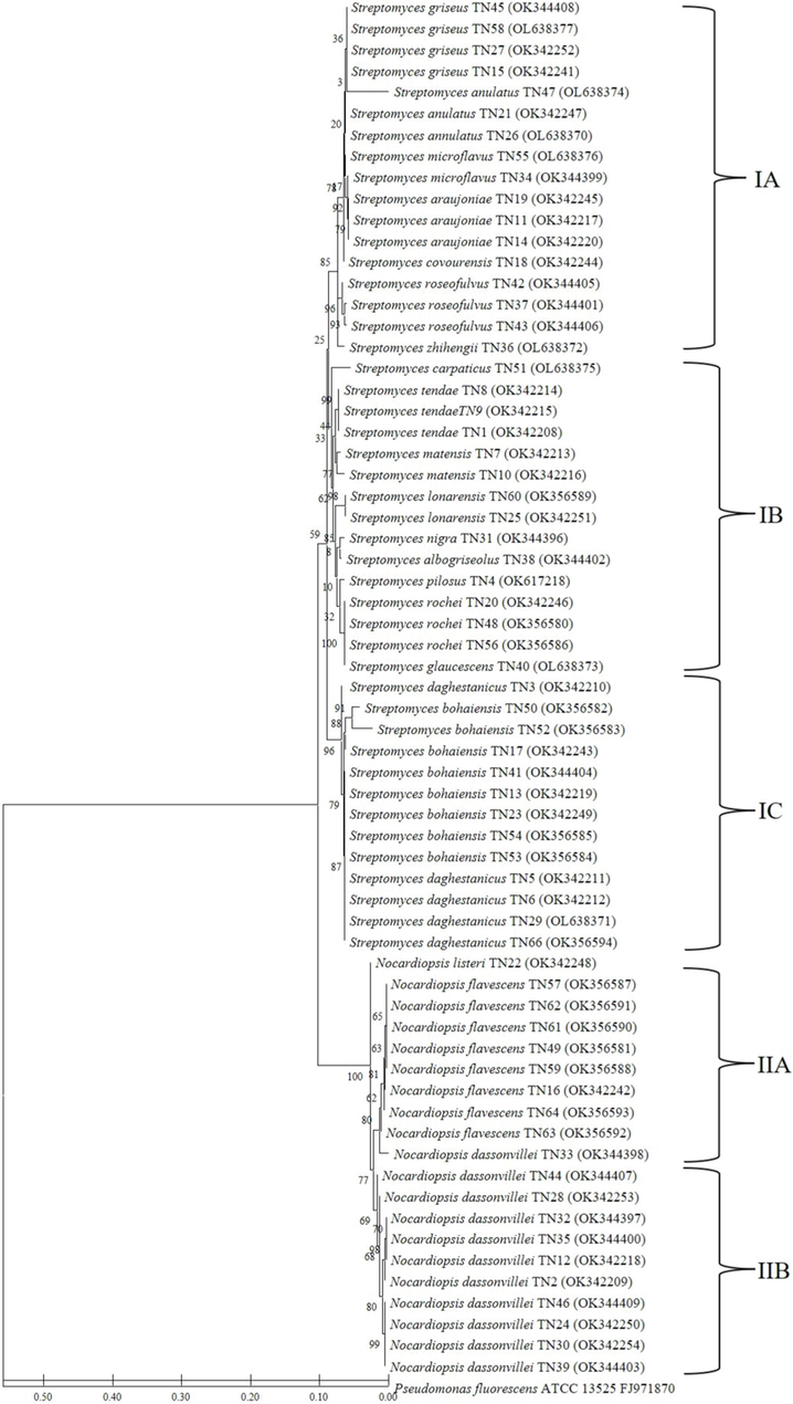 Neighbour-joining phylogenetic tree based on 16S rRNA gene sequences showing the relationship between the 45 Streptomyces and 20 Nocardiopsis strains. Bootstrap value based on 1000 resampled datasets are shown at branch nodes.