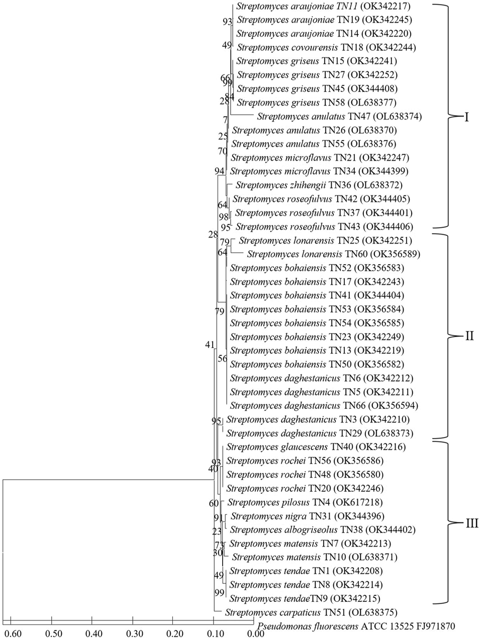 Neighbour-joining phylogenetic tree based on 16S rRNA gene sequences showing the relationship among the 45 Streptomyces strains. Bootstrap value based on 1000 resampled datasets are shown at branch nodes.