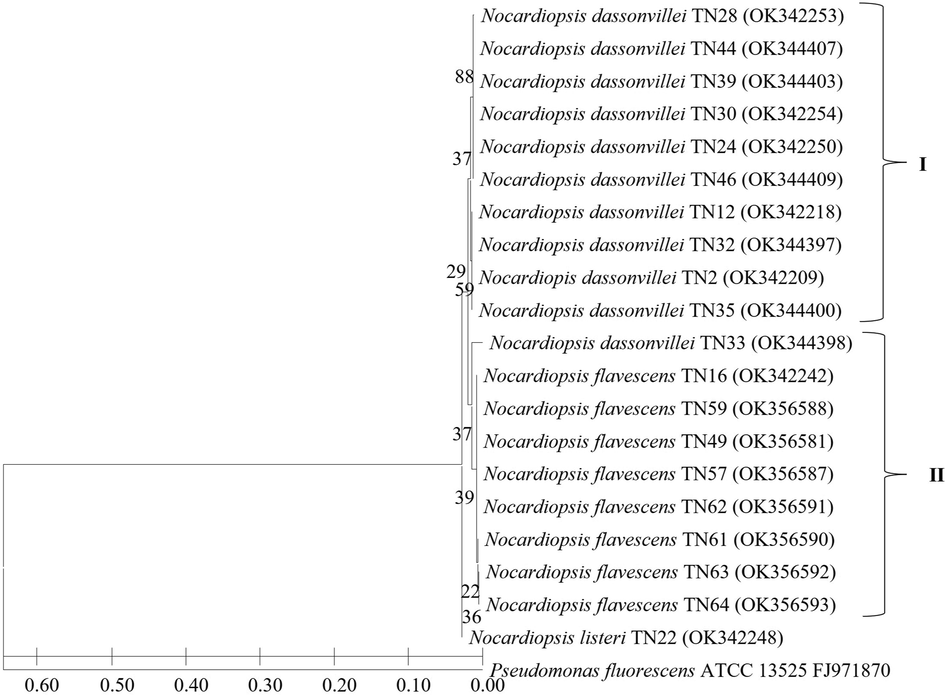 Neighbour-joining phylogenetic tree based on 16S rRNA gene sequences showing the relationship among the 20 Nocardiopsis strains. Bootstrap value based on 1000 resampled datasets are shown at branch nodes.