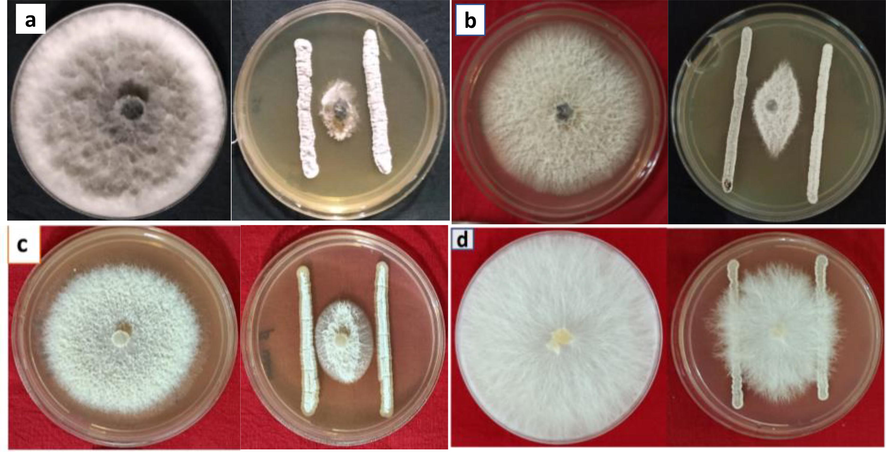 Antifungal activity of Streptomyces pilosus TN4 against different fungal pathogens; Macrophomina phaseolina (a), Fusarium oxysporum (b), Fusarium udum (c) and Sclerotium rolfsii (d).