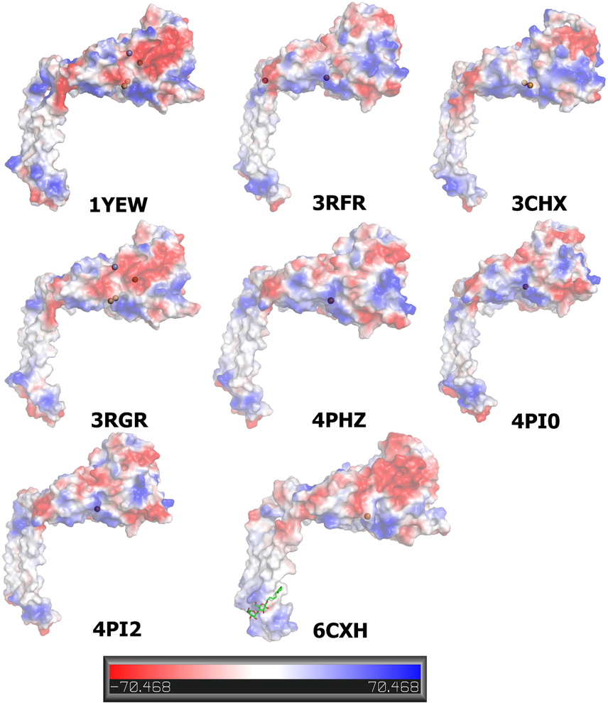 Comparison of the electrostatic potential on the molecular surface of pMMO β chains. Bound Cu and Zn are shown as a ball. CM5 is shown in 6CXH as a stick model. The electrostatic surface is presented as a color gradient in red (electronegative, ≤ −10 kT e-1) and blue (electropositive, ≥ −10 kT e-1); analysis of the 3D protein electrostatic surfaces derived from the Pymol software using vacuum electrostatic method.