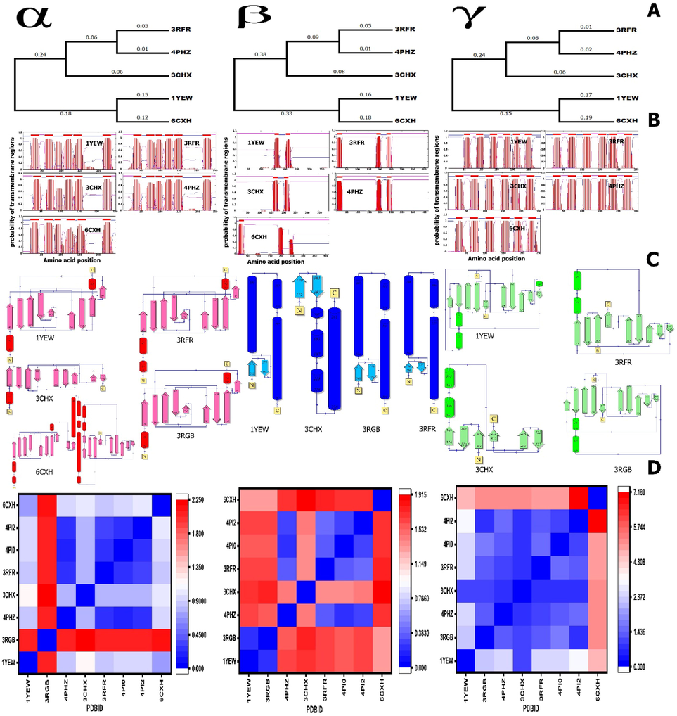 Phylogenetic tree. The tree was constructed from a complete alignment using the neighbor-joining method. B. Prediction of transmembrane regions of pMMOs. Transmembrane regions are in red, and other regions are predicted to be either outside (pink) or inside (blue) the membrane. Data were obtained from the TMHMM Server v. 2.0. X-axis, which refers to the amino acid position; Y-axis refers to the probability of the transmembrane regions. The pink line refers to intracellular proteins, and the blue line refers to extracellular proteins. C. Topology diagram of pMMO. Helices are represented by barrel, and strands of β-sheets are shown with arrow. D. RMSD diagram; the RMSD was calculated using the PyMol software.