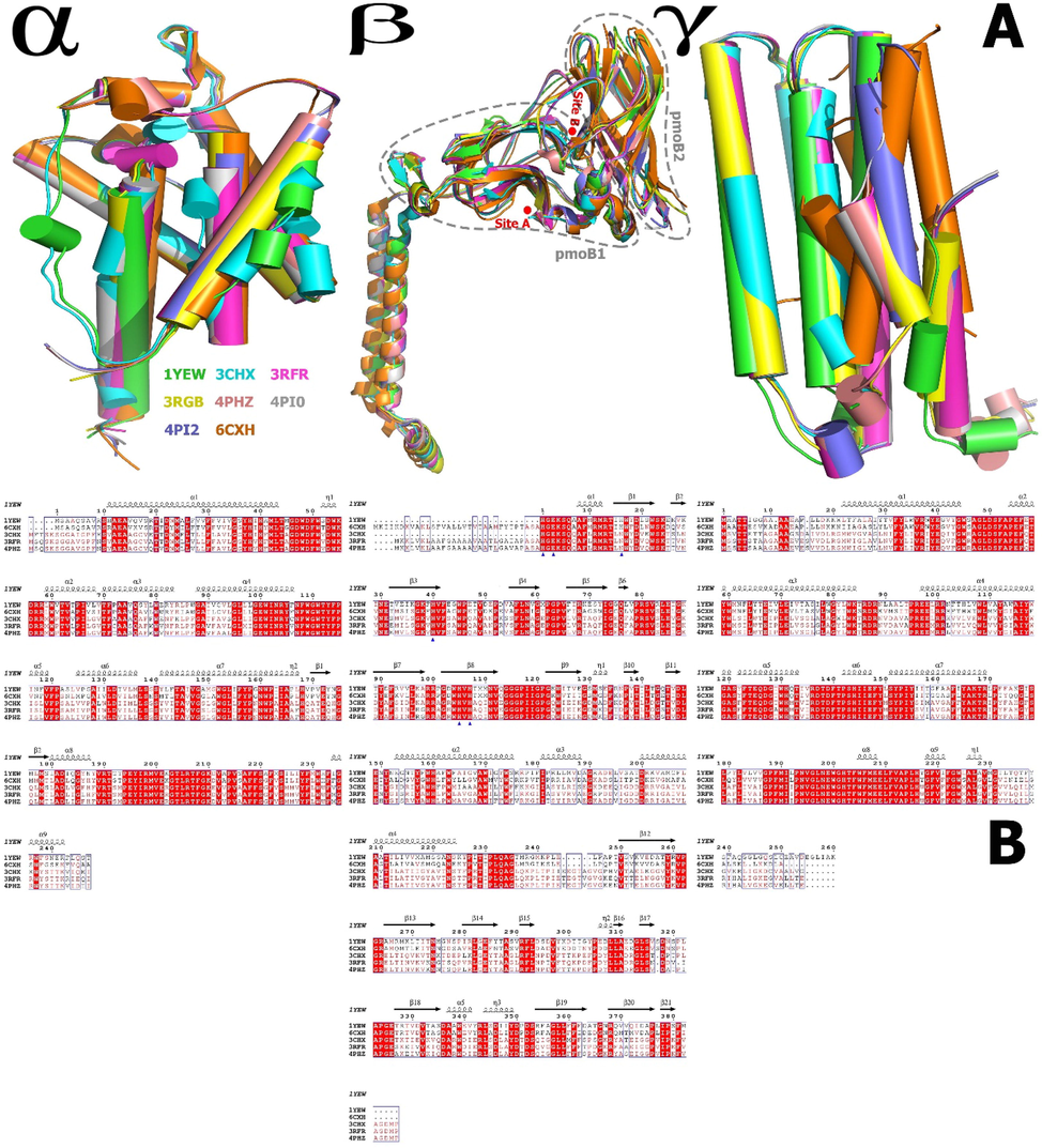 Cartoon representation of the structural alignment, and superposition of the structures of the pMMO α, β, and γ chains, where β chains pmoB1 and pmoB2 and the membrane-embedded region interact directly and make a catalytically active conformation, demonstrating the high conformational adaptability. The models were created by the Pymol. B. Sequence homology of and around the catalytic ligands of pmoB from different methanotroph species. Blue triangle. The sequence homology of and around the catalytic conformation (His33, His137, His 139, and/or Glu35 at site A and His48 and His72 at site B) of pmoB1 from different methanotroph species (M. capsulatus (PDB ID: 1YEW), M. trichosporium (PDB ID: 3CHX), M. alcaliphilulm (6CXH), Methylocystis sp. ATCC 49242(Rockwell) (PDB ID: 4PHZ), and Methylocystis sp. M (PDB ID: 3RFR), M. capsulatus (PDB ID: 3RGB), and Methylocystis sp. ATCC 49242(Rockwell) (PDB ID:4PI0 & 4PI2) are deleted because of the ambiguously aligned portions.