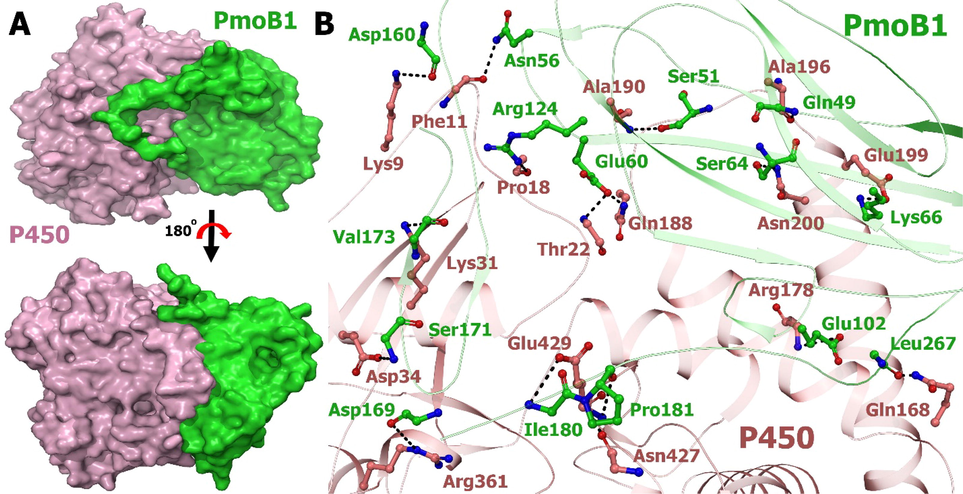 Interactions of pmoB1 (set as a ligand) and P450 (set as a receptor) are studied by HADDOCK2.2. A. The surface structures pmoB1 and P540 are colored tv_green and light pink, respectively. The top view of the same is visualized by rotating the molecule at 180° toward the reader. B. Stereo representation suggested binding mode. A hydrogen bond is displayed by black arrows. Residues involved in the interaction are shown as sticks.