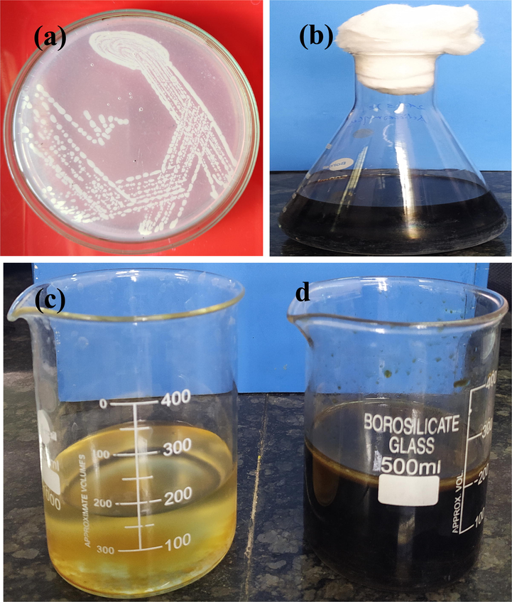 Culture of Streptomyces coeruleorubidus strain (a), fermentation of actinomycetes in starch casein agar (b), solvent phase (c) and aqueous phase (d) of Streptomyces coeruleorubidus strain for synthesis of ZnO NPs (c).