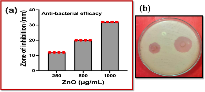 Anti-biofilm activity of Streptomyces coeruleorubidus mediated ZNO NPs against biofilm forming K. pneumonia at various concentration (a, b).